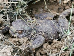 Kühlwalda, die Kröte